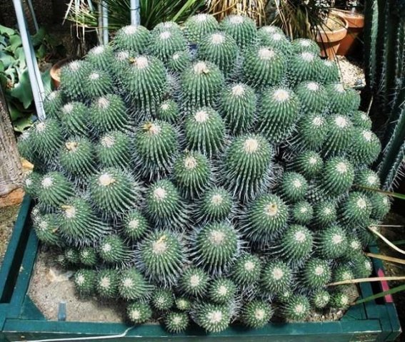 Copiapoa_dealbata_2